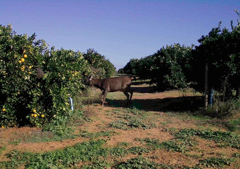 Sambar Deer Loxton June 26