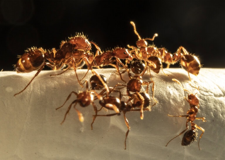 202207 - Fire ant macro cluster 1 (1)