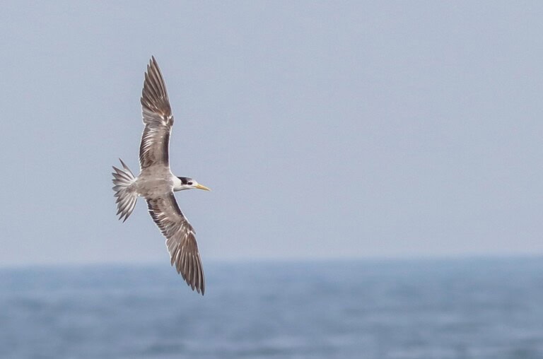 Greater_crested_tern