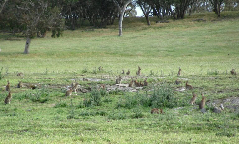 Rabbits_South Australia_2026_credit Mick Williams (1)