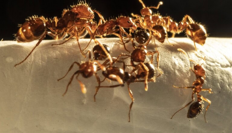 202207 - Fire ant macro cluster 1 (1)