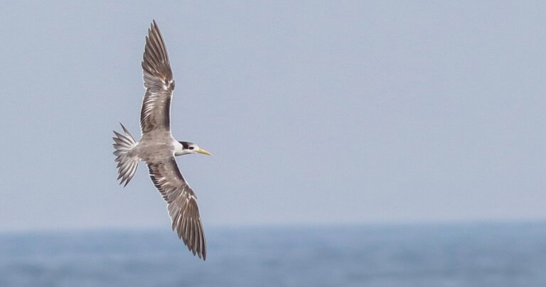 cropped-Greater_crested_tern