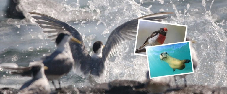 Help protect Australian wildlife from the next threat
