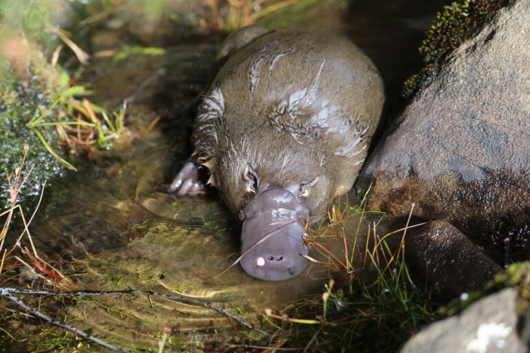 platypus credit Andrew Holle