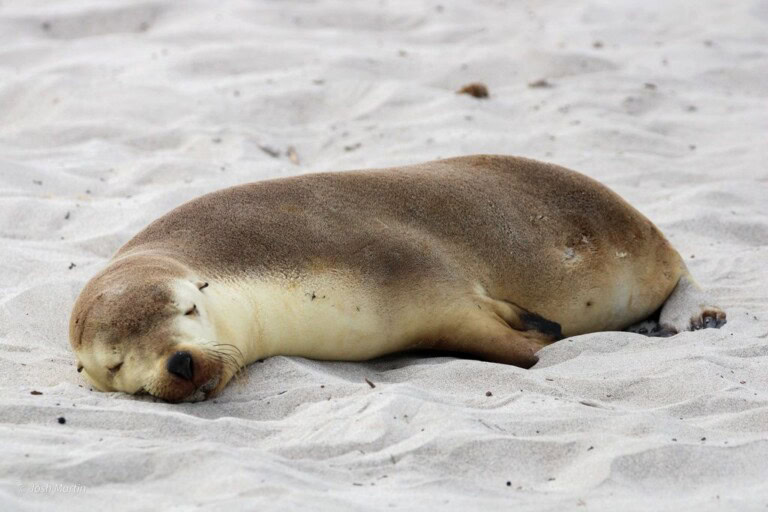 sea lion - Joshua S