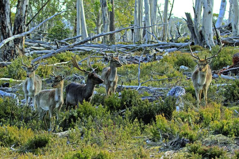Feral deer in a natural montane forest, Tasmania