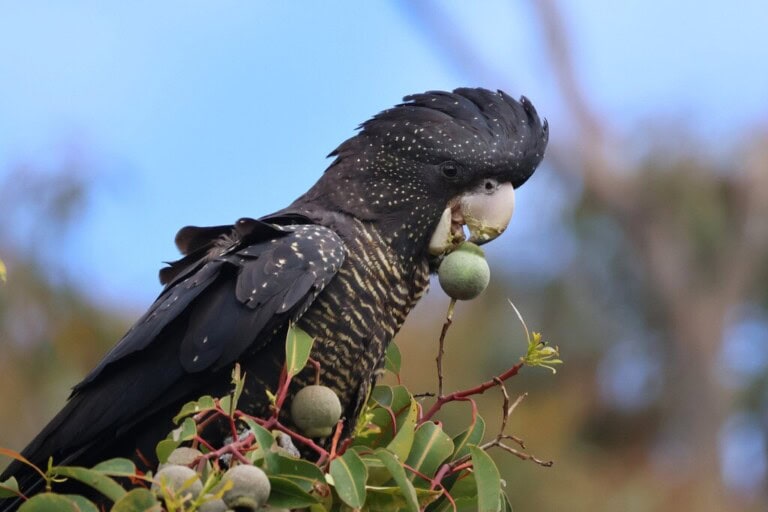 Red-tailed black cockatoo credit  Astrid Osborne