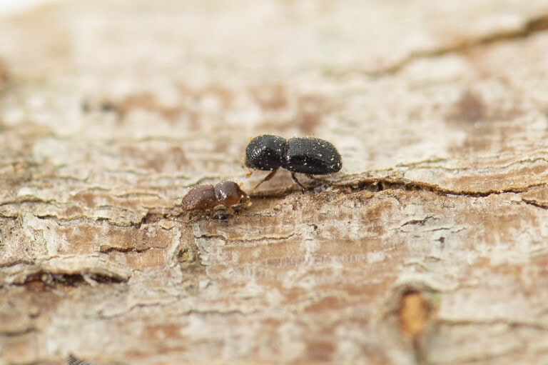 Euwallacea fornicatus ES-21-3362