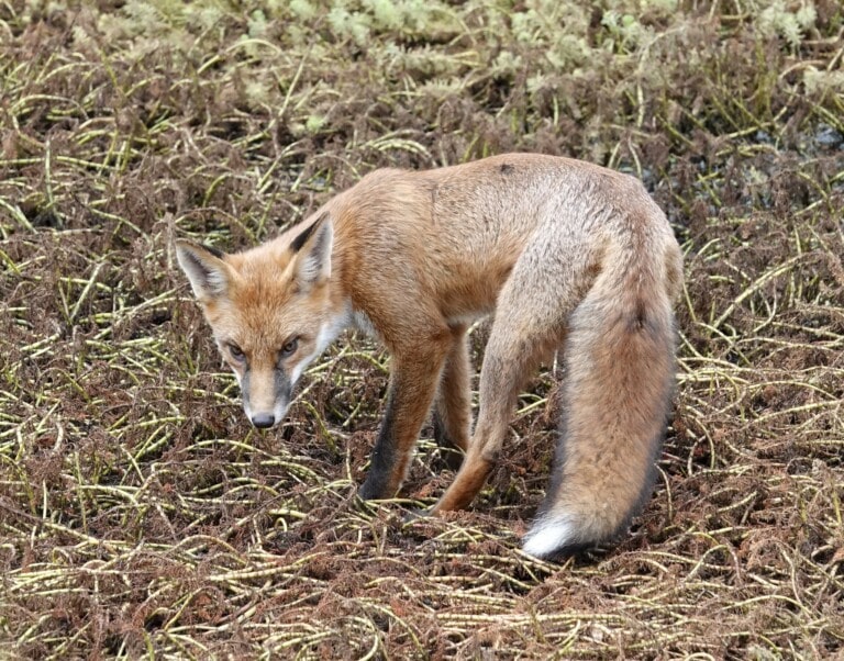 fox John Cull