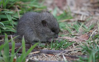 Broad_toothed_mouse_1Image- Magnus Kjaergaard Broad_toothed_mouse_1Image- Magnus Kjaergaard