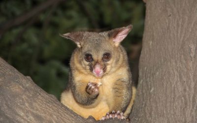 Brushtail Possum animal-cute-wildlife-wild-young-macro-1339767-pxhere.com (1) Brushtail Possum animal-cute-wildlife-wild-young-macro-1339767-pxhere.com (1)