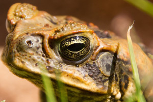 Cane-toad-pixabay
