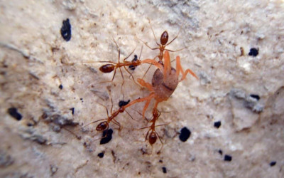 Yellow crazy ants attacking a young Christmas Island red crab. Photo: DNP