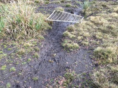 Deer damage to topsoil and ground vegetation in the Central Highlands - Tom Guy