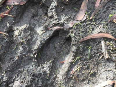 Deer footprint in Central Highlands - Tom Guy