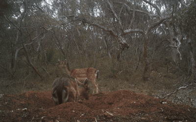 Fallow deer trampling and digging up mallee fowl mound - Lee Williams