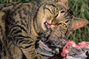 Feral-cat_galah_1920x800_2BNHP14.jpg Feral-cat_galah_1920x800_2BNHP14.jpg