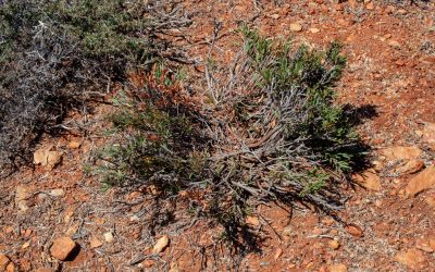 Grazed Acacia unguicula Photo_ Andrew Crawford_DBCA Grazed Acacia unguicula Photo_ Andrew Crawford_DBCA