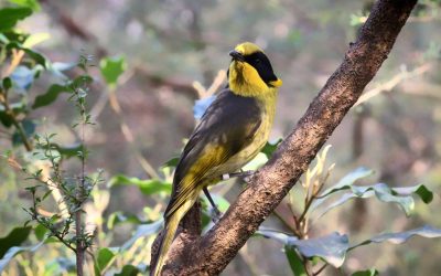 Helmeted_Honeyeater_at_Healesville_Sanctuary_in_Healesville,_Victoria,_Australia-Dylan Sanusi-Goh, CC BY 4.0, via Wikimedia Commons