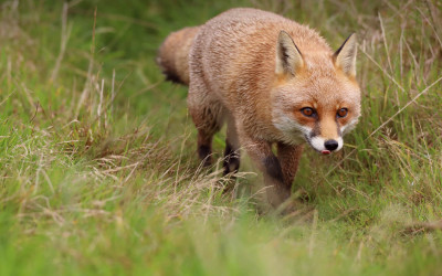 Invasive species red fox Charlie Marshall