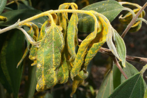 Myrtle rust on scrub myrtle Myrtle rust on scrub myrtle (Rhodamnia rubsecens) has been so badly hit by myrtle rust since the disease reached Australia in 2010 that is was nominated for listing as critically endangered.
