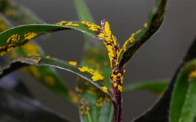 Myrtle Rust