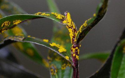 Myrtle Rust