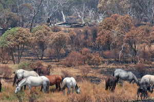 P-Horses-graze-bushfire-regrowth_Photo-LindaB A mob of feral horses grazing on bushfire regrowth at the southern end of Long Plain where fire intensity was low. More than three quarters of Long Plain was unaffected by the summer bushfires. Photo: L Groom