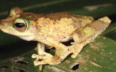 P-Kuranda-tree-frog-Photo-Conrad-Hoskin P-Kuranda-tree-frog-Photo-Conrad-Hoskin