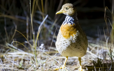 Plains Wanderer David Cook flickr CC (1) Plains Wanderer David Cook flickr CC (1)