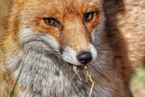 Red fox with lizard in mouth – Stephen Hunter (1) Red fox with lizard in mouth - Stephen Hunter (1)