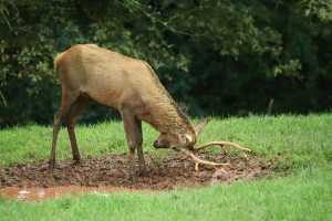 A4TP9X Red Deer (Cervus elaphus). Stag drills its antlers in a muddy wallow