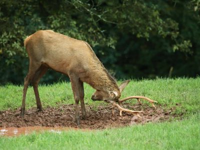 A4TP9X Red Deer (Cervus elaphus). Stag drills its antlers in a muddy wallow