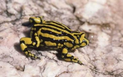 Southern-corroboree-frog Southern-corroboree-frog