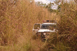Ute in gamba grass Ute in gamba grass