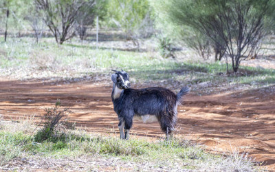 Wild Goat, NSW. Miguel Yamin