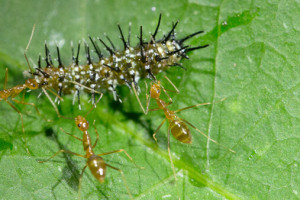 cnt-yca-attack Yellow crazy ants are a threat to north Queensland's beautiful native butterflies and caterpillars, which are just one of many small native animals killed by these highly aggressive invasive ant species. Photo: David Wilson