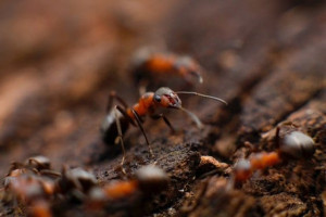 fire-ants-mikhail-vasilyev-Vf1JrKMUS0Q-unsplash_560.jpg fire-ants-mikhail-vasilyev-Vf1JrKMUS0Q-unsplash_560.jpg