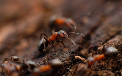fire-ants-mikhail-vasilyev-Vf1JrKMUS0Q-unsplash_560.jpg