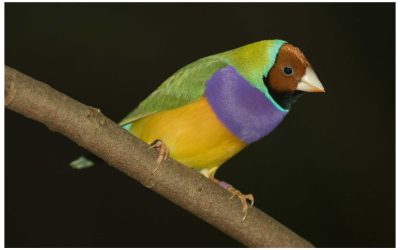 gouldian_finch2 gouldian_finch2