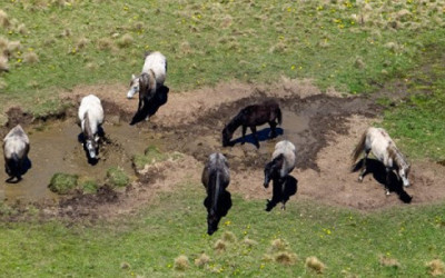 slr-feral-horses