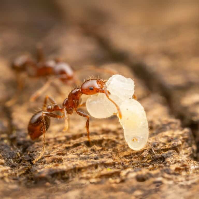 Fire-Ant-Insects