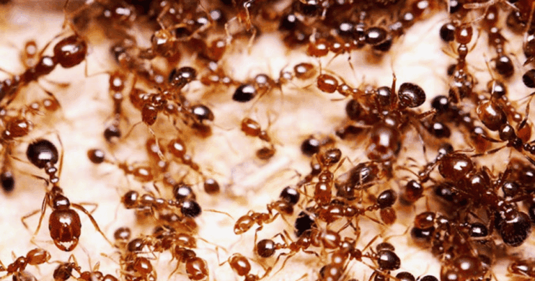 cropped-MR-Twitter-1024x512-4